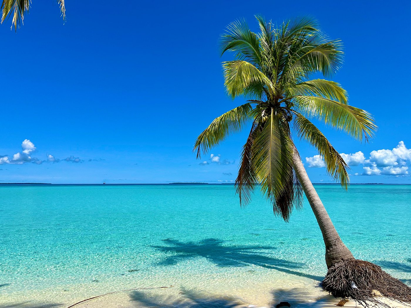 Cocotier penché au-dessus des hauts-fonds turquoise d'Onok, ombre projetée dans le sable