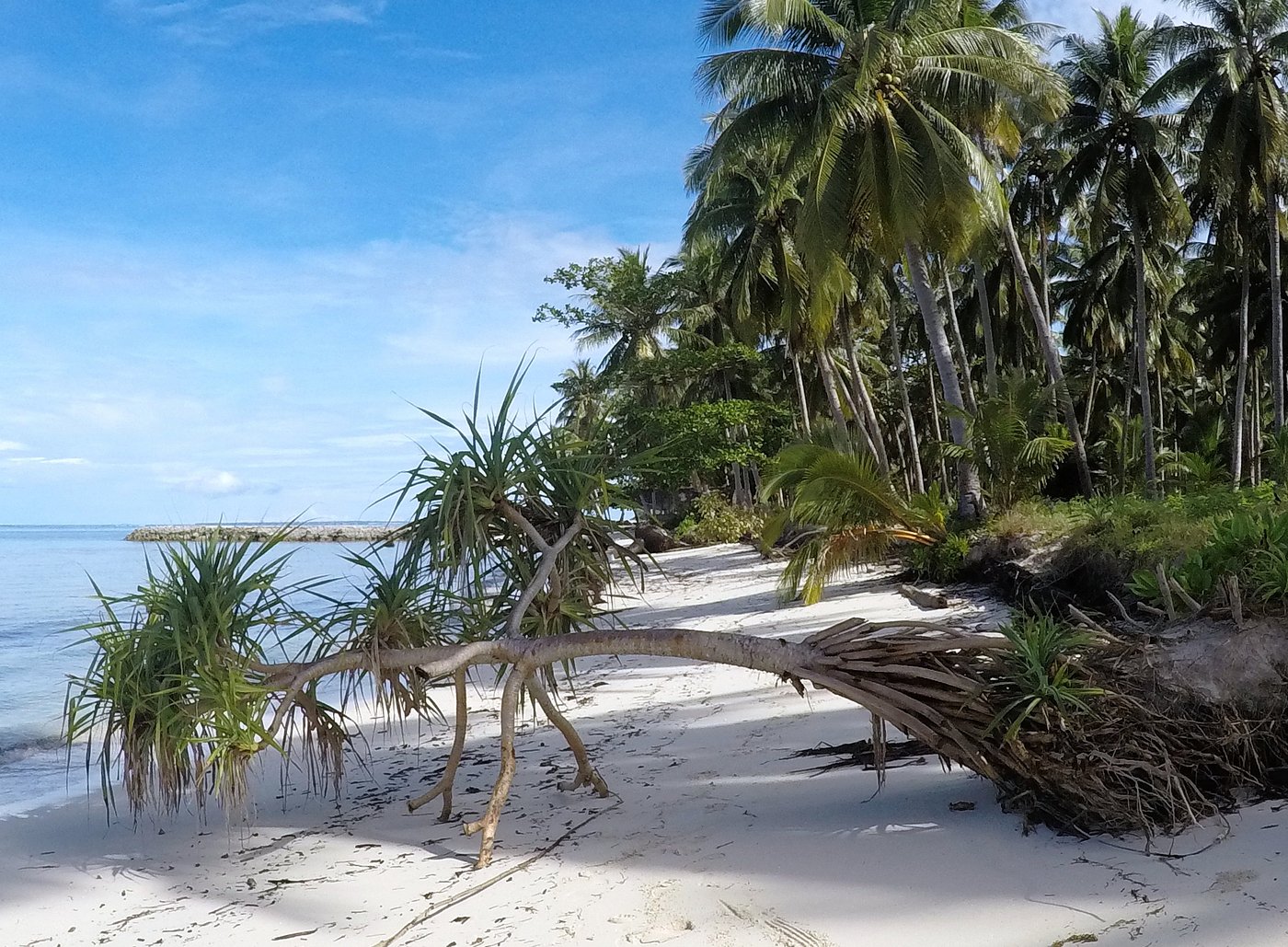 Pandanus et cocotiers en bord de plage à Candaraman, sable blanc immaculé