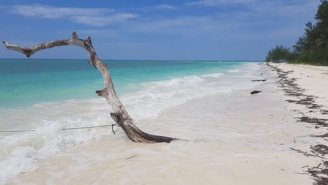 Tronc mort échoué sur la plage blanche de Punta Sebaring, écume et lagon turquoise
